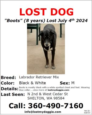 438737 Boots Lab Mix BW Lost Dog Shelton WA US