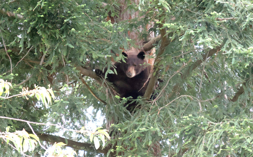 Bear in a tree - Shelton-Mason County Journal